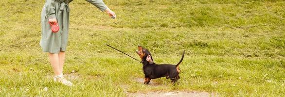 Dackelhund springt auf einem Feld mit grünem Gras für einen Stock. Frau spielt mit ihrem Hund. Banner foto