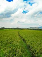 indonesischer traditioneller reisanbau. indonesische reisfarmlandschaft. indonesische reisfelder. Feld und Himmel. foto