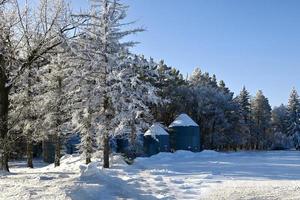 ein Hof mit frostbedeckten Bäumen foto