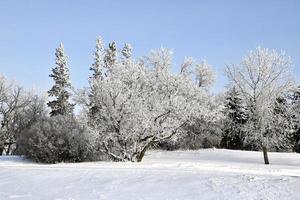 frostbedeckte Bäume in einem Park foto