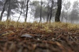 Wald an nebligen Tagen foto