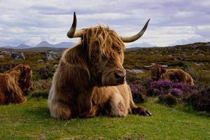 Hochlandrinder im schottischen Hochland foto