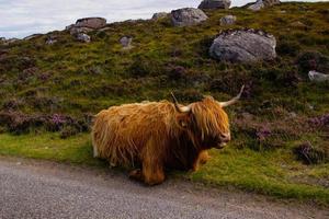 Hochlandrinder im schottischen Hochland foto