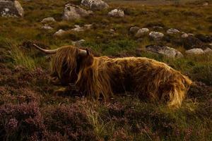 Hochlandrinder im schottischen Hochland foto