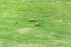 Vogel mit zwei Wiedehopf, der auf Nahaufnahme des grünen Grases sitzt foto