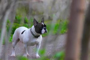 Hund französische Bulldogge foto