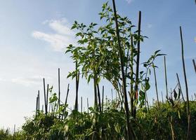 Chilibäume gedeihen in Indonesien foto