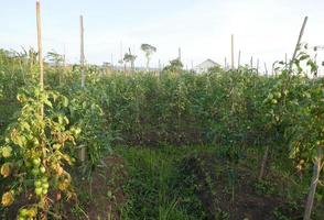 Tomatenbäume gedeihen in Indonesien foto