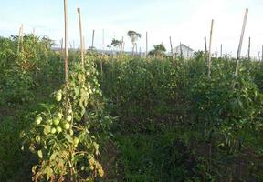 Tomatenbäume gedeihen in Indonesien foto