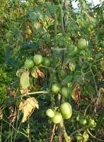 Tomatenbäume gedeihen in Indonesien foto