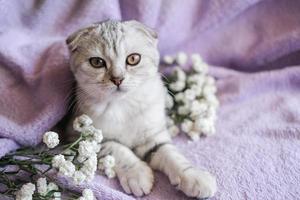 süßes schottisches faltenkätzchen mit weißen blumen auf einer lila decke. eine kleine katze sitzt auf einer decke und schaut in die kamera. foto