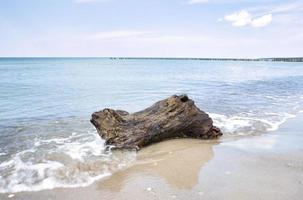 Weststrand am Ostseestrand. detailliertes und strukturiertes Stillleben. schöner Urlaub foto