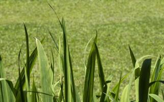 schöne frische grüne blätter und grashofhintergrund. wachsender botanischer garten des natürlichen bauernhofes. foto