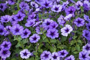 Gruppe frischer violettblauer Blütenknospen und blühender mit grünen Blättern im Naturpark des Botanikgartens foto