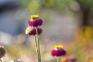 schöne Gruppe von violetten helichrysum mehrfarbigen frischen Blumen im Naturpark des Botanikgartens. makroflora orange gold und gelb blühend foto