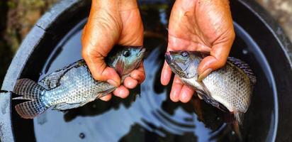 Mann, der zwei Oreochromis-Mossambicus-Fische, Tilapia- oder Mujair-Fische hält. frischer Oreochromis mossambicus ist ziemlich groß und bereit für den Verkauf foto