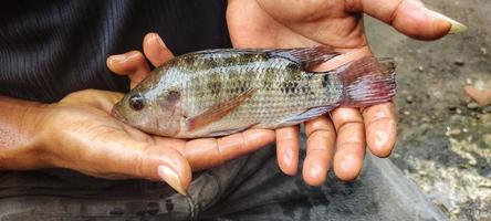 mann, der oreochromis niloticus fisch oder tilapia hält. frischer oreochromis niloticus ist ziemlich groß und bereit für den markt foto