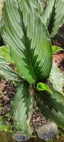 Draufsicht auf Kaempferia Rotunde, diese Pflanze ist eine Gewürzpflanze, die zur Abwehr des Corona-Virus-19 wirksam ist foto