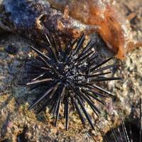 Foto des schwarzen Seeigels am Strand