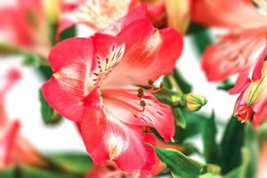 Alstroemeria blüht Hintergrund foto