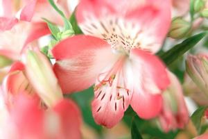 Alstroemeria blüht Hintergrund foto