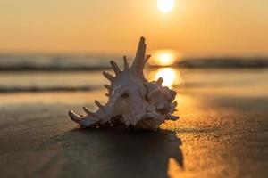 Muschel liegt am Sandstrand foto