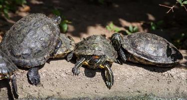 Schildkrötenfamilie in der Natur foto