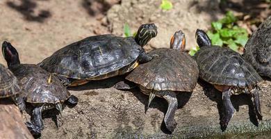 Schildkrötenfamilie in der Natur foto