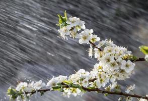 Frühlingsregen im Garten foto