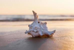 Muschel liegt am Sandstrand foto