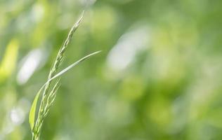 Wildes Gras auf einem Sonnenlicht foto