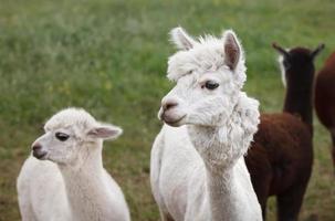 Nahaufnahme von Alpaka auf dem Bauernhof foto