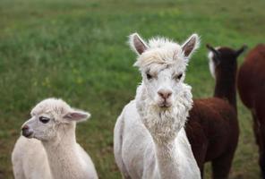 Nahaufnahme von Alpaka auf dem Bauernhof foto