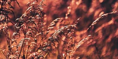 Wildes Gras auf einem Sonnenlicht foto