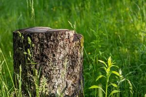 Wildes Gras auf einem Sonnenlicht foto