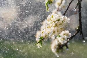 Frühlingsregen im Garten foto