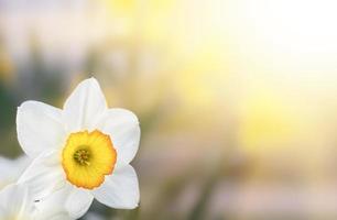 Narzissen blühen im Garten foto