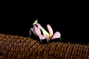 heuschrecke wie vintage blume thront auf stoff. dunkler Hintergrund foto