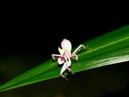 Heuschrecke wie antike Blume, die auf einem leaf3 gehockt wird foto