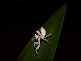 Eine Heuschrecke wie eine Blume geht auf einem grünen Blatt foto