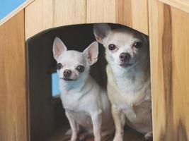 Chihuahua-Hunde in verschiedenen Größen, die in einer hölzernen Hundehütte sitzen und in die Kamera blicken, isoliert auf blauem Hintergrund. foto