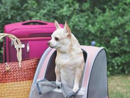 brauner Chihuahua-Hund mit kurzen Haaren, der in einem Haustiertragerucksack auf grünem Gras mit Reisezubehör, rosafarbenem Gepäck und gewebter Tasche steht. foto