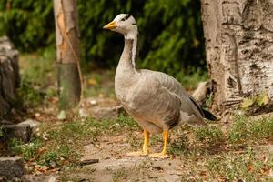 eine graue Gans läuft auf dem Gras foto