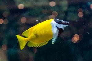 Fisch Siganus Vulpinus foto
