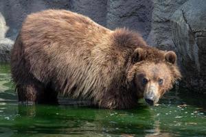 Braunbär im Wasser. Porträt des Braunbären Ursus Arctos Beringianus. Kamtschatka Braunbär. foto