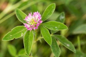 roter Blütenklee, Trifolium pratense foto