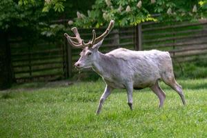 weiße Damhirsche in der Natur. seltener Albino-Damhirsch dama dama foto