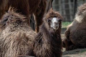 Trampeltier camelus bactrianus ruht auf dem Boden foto