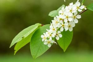 Zweig mit weißen Blüten im Garten foto