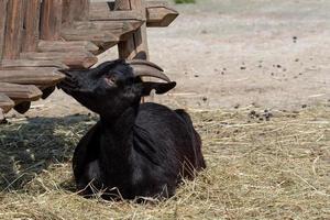 schwarze ziege capra aegagrus hircus. kamerunische Ziege. foto